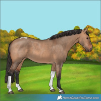 Horse Color:Bay Dun Tobiano Rabicano 