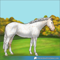 Horse Color:Silver Amber Champagne Dun Tobiano Near Leopard Rabicano 