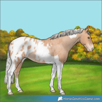 Horse Color:Silver Amber Champagne Tobiano Blanket Rabicano 