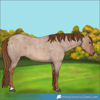 Horse Color:Red Dun Roan 