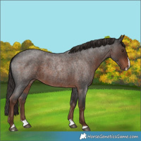 Horse Color:Liver Red Roan Splash