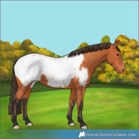 Horse Color:Bay Appaloosa 