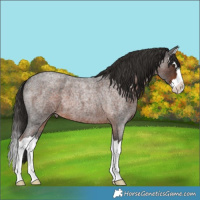 Horse Color:Liver Red Roan Splash