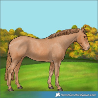 Horse Color:Chestnut Appaloosa 