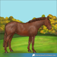 Horse Color:Chestnut Appaloosa 