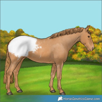Horse Color:Chestnut Appaloosa 