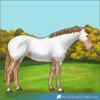 Horse Color:Chestnut Appaloosa 