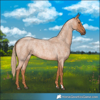 Horse Color:Red Roan 