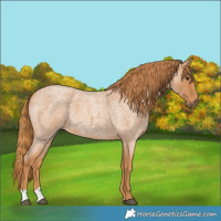 Horse Color:Red Roan 