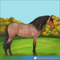 Horse Color:Bay Roan 