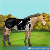 Horse Color:Buckskin Appaloosa