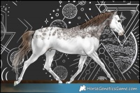 Horse Color:Liver Chestnut Ice Splash Appaloosa Rabicano 