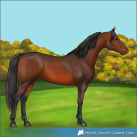 Horse Color:Bay 