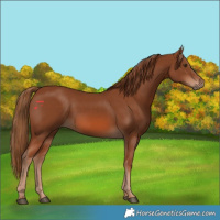 Horse Color:Chestnut 