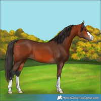 Horse Color:Bay 