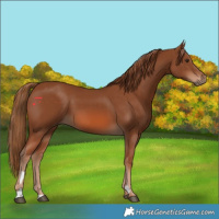 Horse Color:Chestnut 