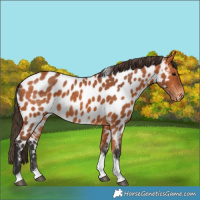Horse Color:Bay Tobiano Near Leopard Rabicano 