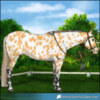Horse Color:Buckskin Near Leopard 