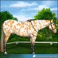 Horse Color:Buckskin Appaloosa