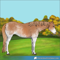 Horse Color:White Spotted Chestnut 