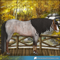 Horse Color:Liver Red Roan Splash