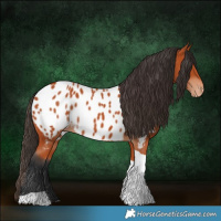 Horse Color:Bay Tobiano Appaloosa 