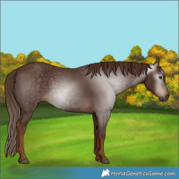 Horse Color:Gray Chestnut 