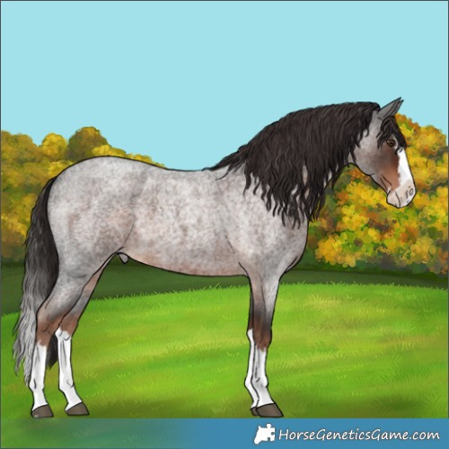 Horse Color:Liver Red Roan Splash 