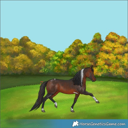 Horse Color:Brown Tobiano 