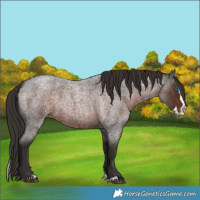 Horse Color:Liver Red Roan Splash Rabicano