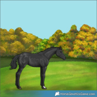 Horse Color:Black  and Black Rabicano 