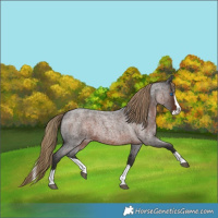 Horse Color:Liver Red Roan Splash