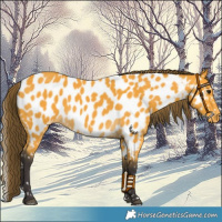 Horse Color:Buckskin Near Leopard 