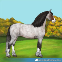 Horse Color:Liver Red Roan Splash 