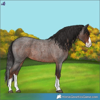 Horse Color:Liver Red Roan Splash 