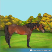 Horse Color:Bay 