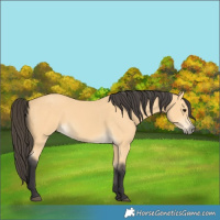 Horse Color:Buckskin 