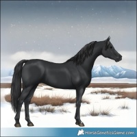 Horse Color:Black 