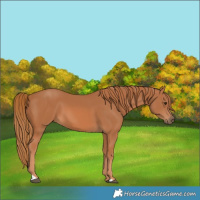 Horse Color:Chestnut 