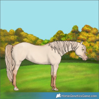 Horse Color:Gold Champagne Dun 