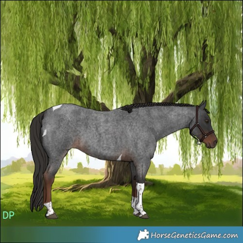 Horse Color:Liver Red Roan Tobiano 