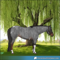 Horse Color:Liver Red Roan Tobiano 