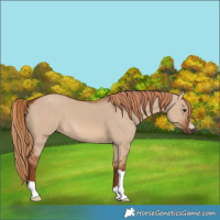 Horse Color:Red Dun 