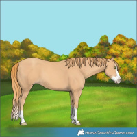 Horse Color:Gold Champagne Splash 