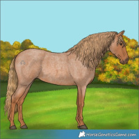 Horse Color:Red Roan 
