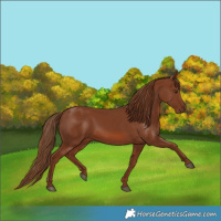 Horse Color:Chestnut 