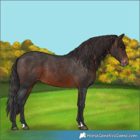 Horse Color:Brown Appaloosa 