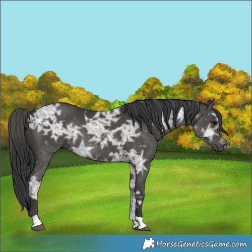 Horse Color:Black Ice