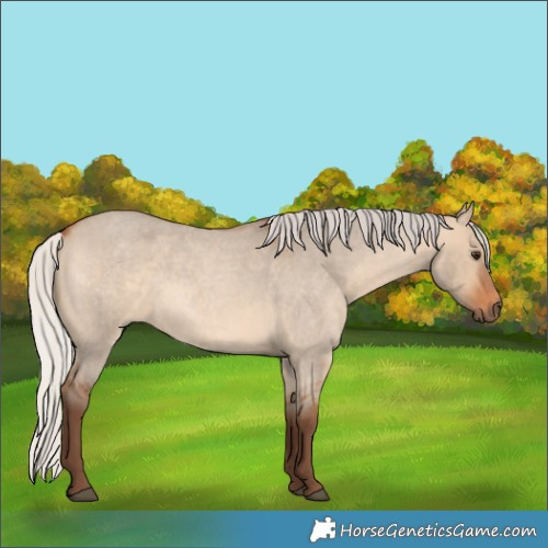 Horse Color:Silver Bay Roan Dun