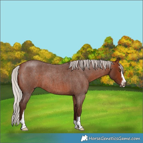 Horse Color:Silver Bay Roan Sabino 